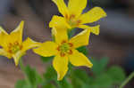 Tufted yellow woodsorrel